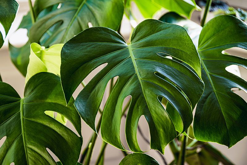 cuidados monstera 3