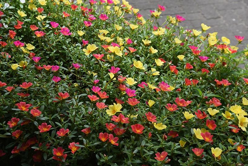 cuidados portulaca 05a