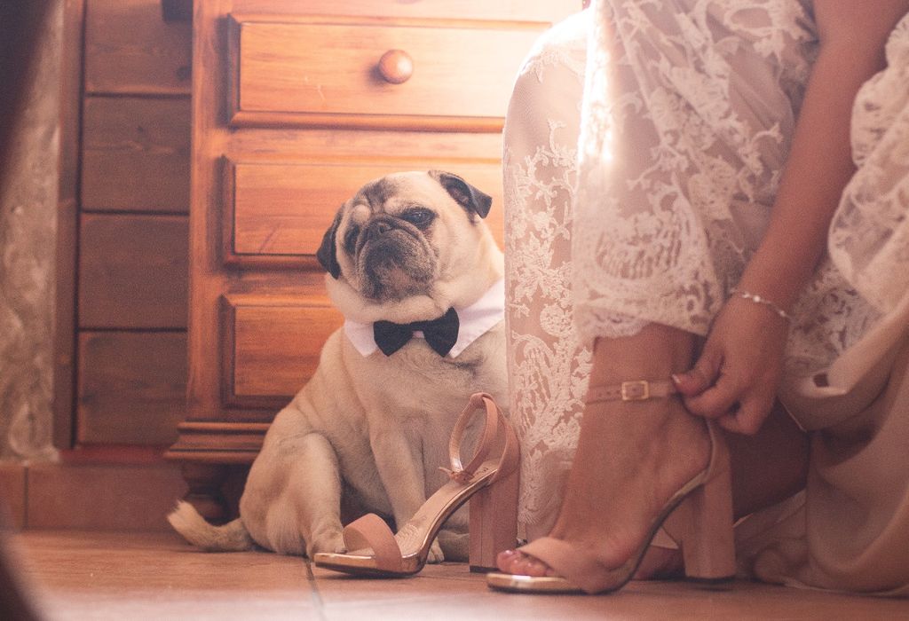 Animales en las bodas