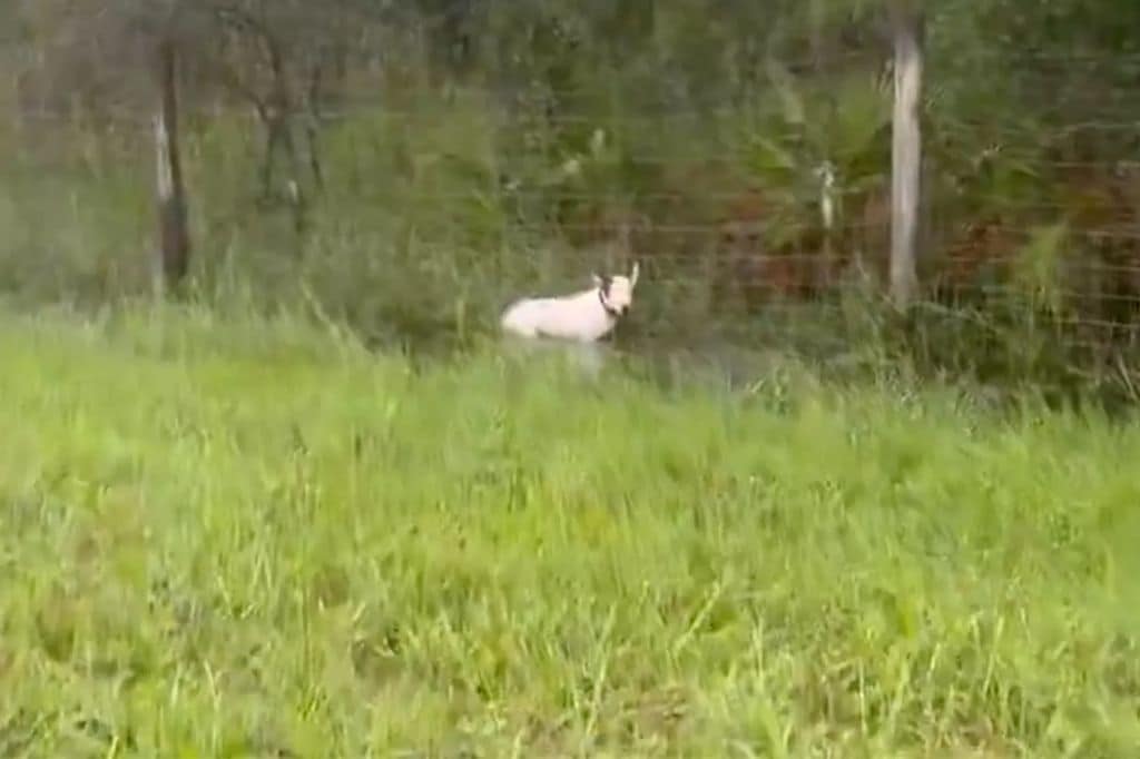 El emotivo rescate de un perro abandonado durante el huracán Milton se vuelve viral