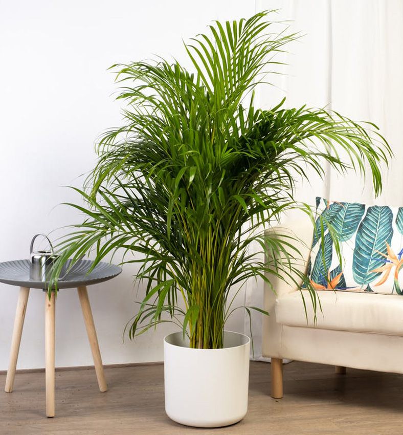 cultivo cuidados areca palmera tropical hola decoracion 02