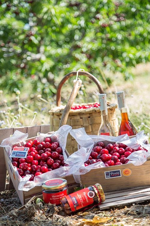 Cerezas y picotas del Jerte DOP