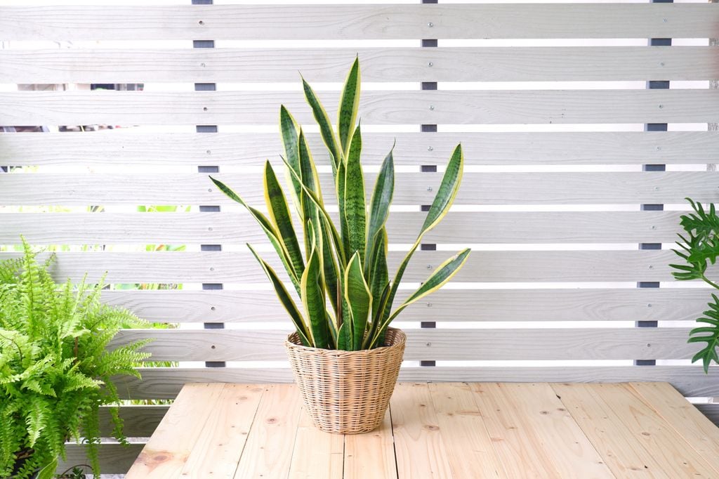 Sansevieria