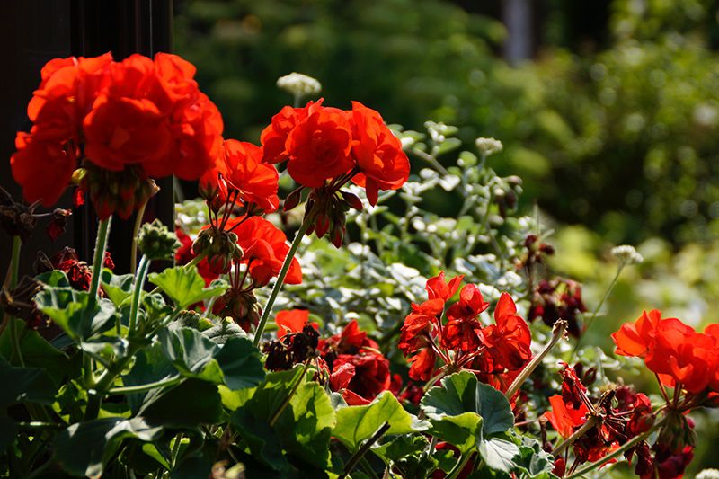 plantas con flor todo el ano 04a