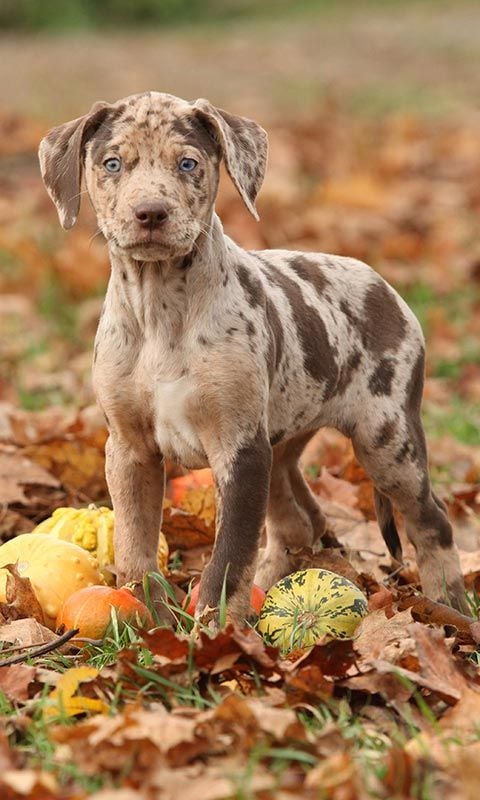 louisiana catahoula leopard dog