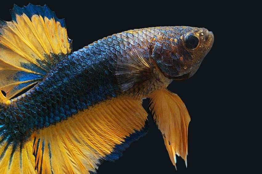 01 peces mas bonitos llamativos provocadores para acuario