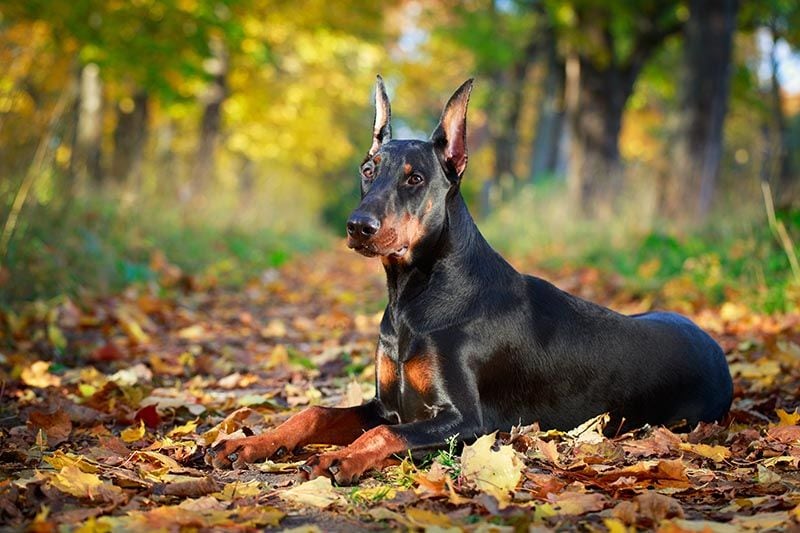 Doberman AdobeStock_71644423