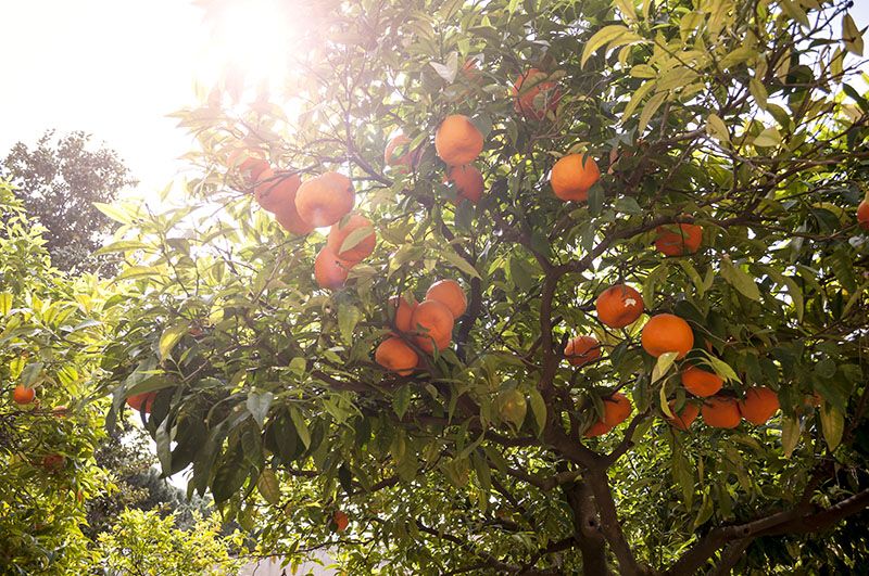 arboles frutales invierno 3