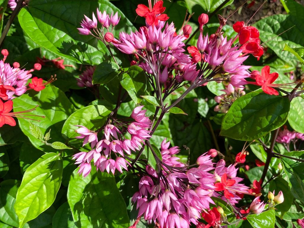 Clerodendrum speciosum