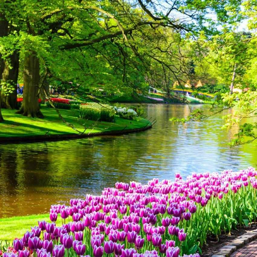 flores en el parque keukenhof en holanda