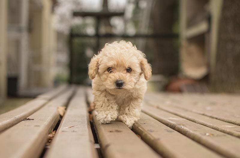 BichonFrise AdobeStock_216841393