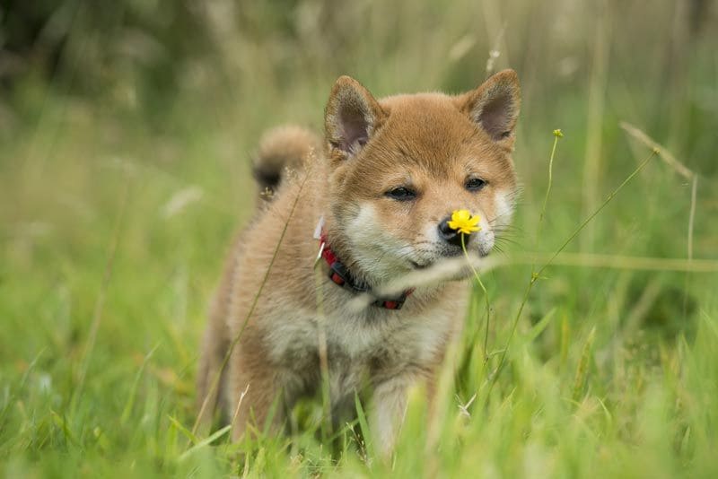 shiba inu cachorro