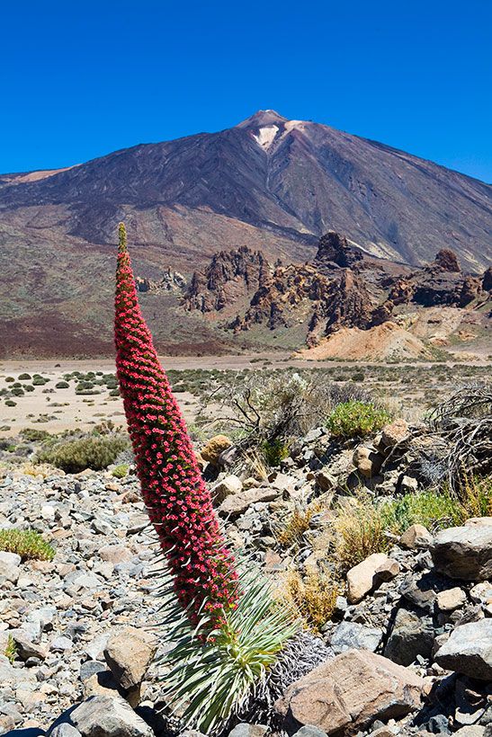 Tenerife-Flora_Teide