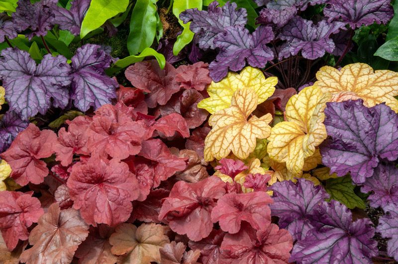 cuidados heuchera planta exterior hola decoracion 01