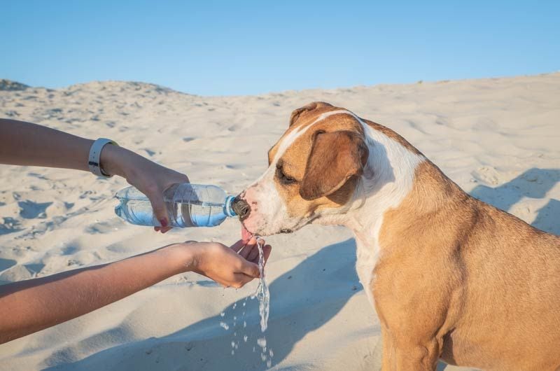 perro agua playa