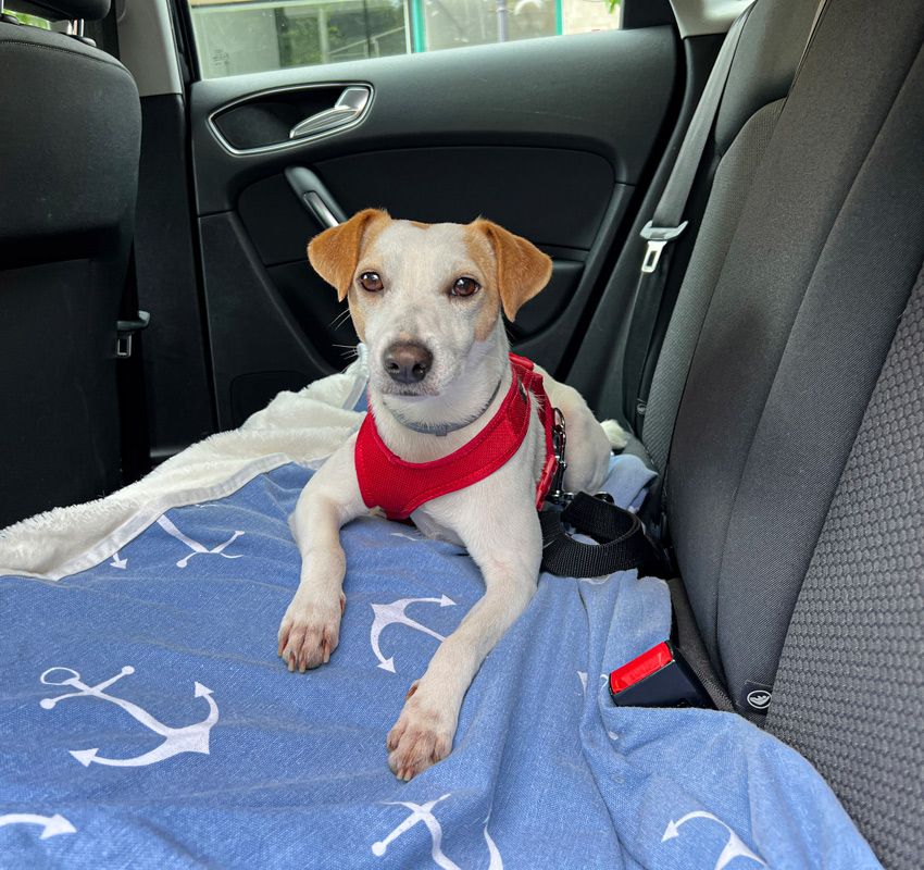 Viajar con perro en coche