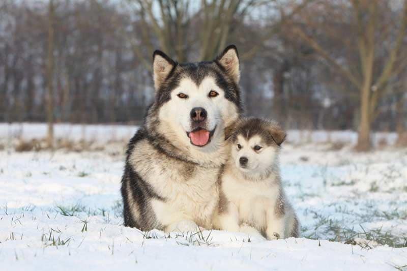 alaskan malamute 1a