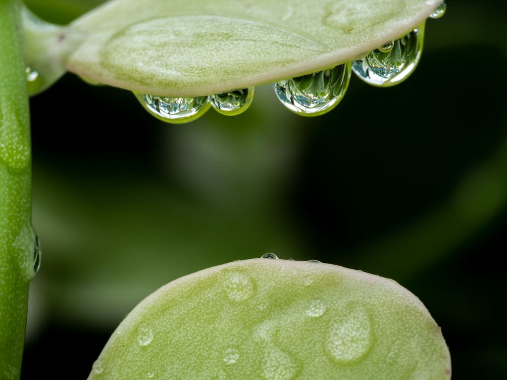 Gotas de agua sobre las hojas de la planta