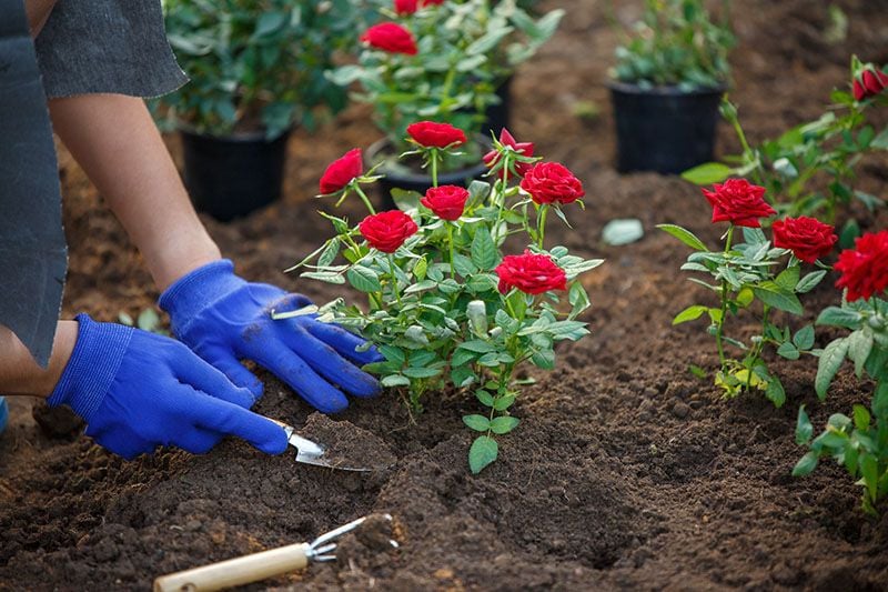cultivar rosas 2