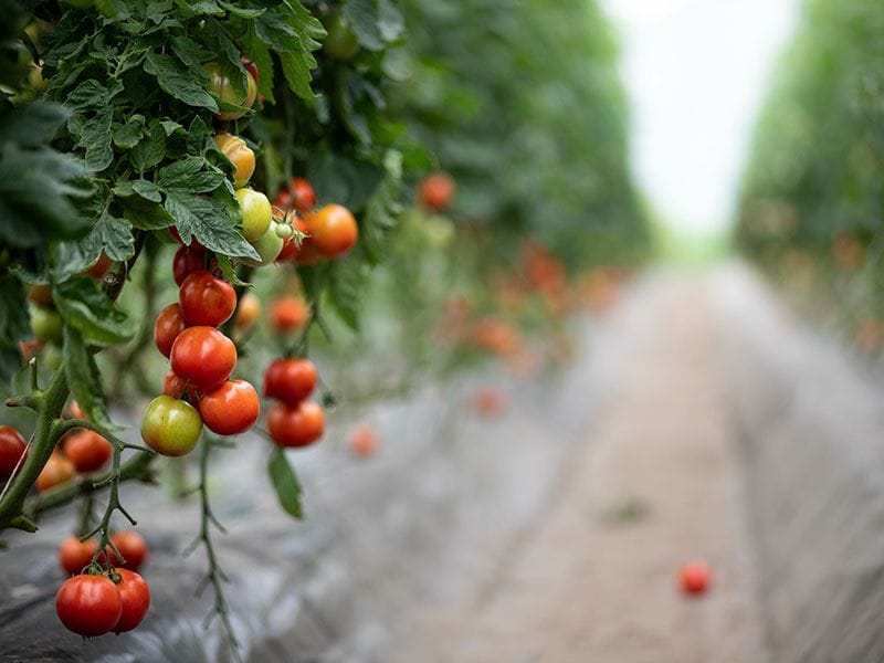cultivar plantas tomateras 8