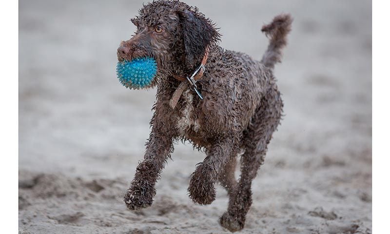 perro de aguas