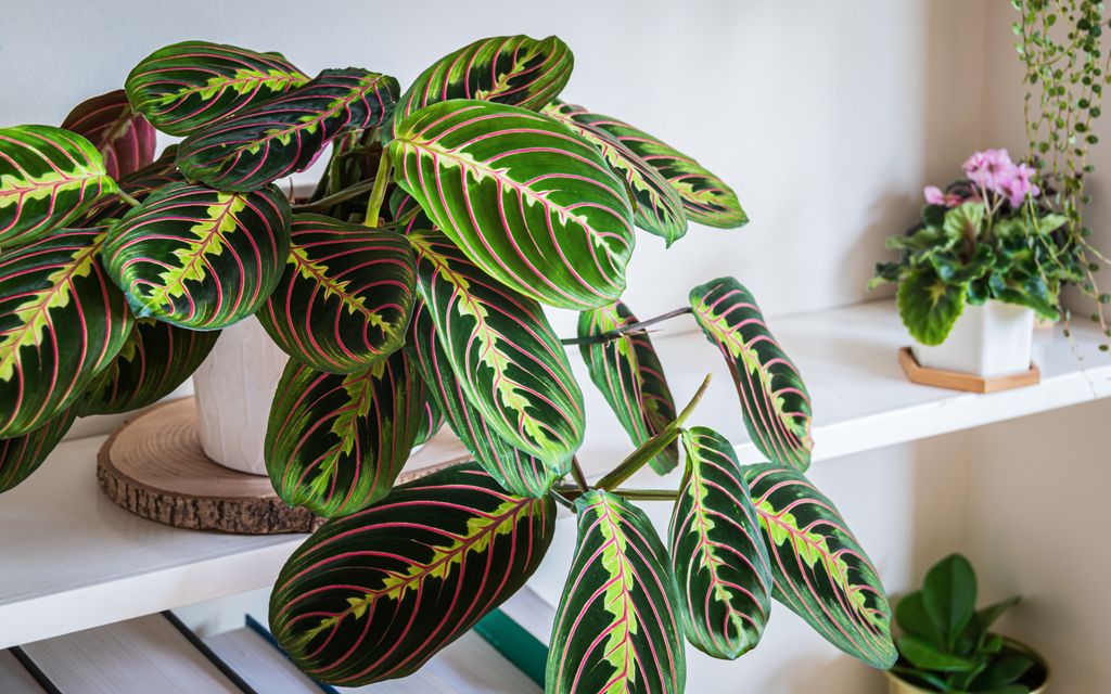 Maranta leuconera