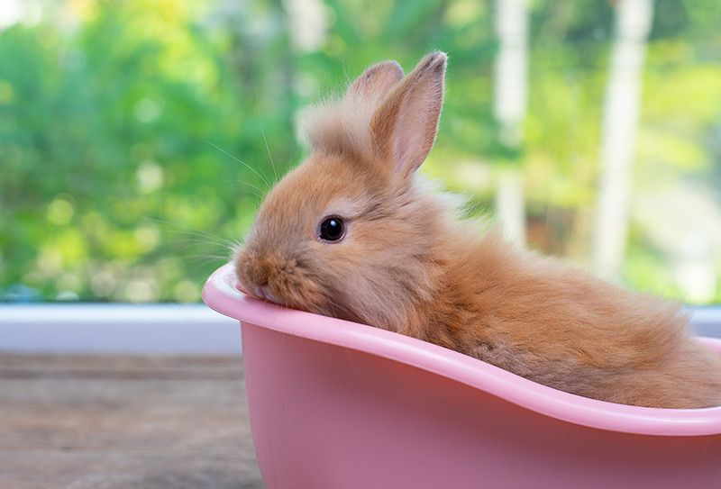 03 consejos mejorar salud comportamiento conejos