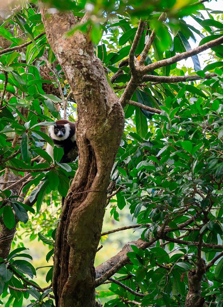 desaparecen madagascar 8a