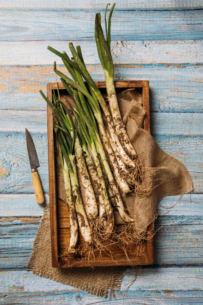 Calçots recién recogidos