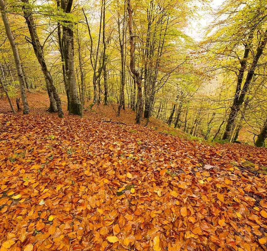 Hayedo de Saja, Cantabria