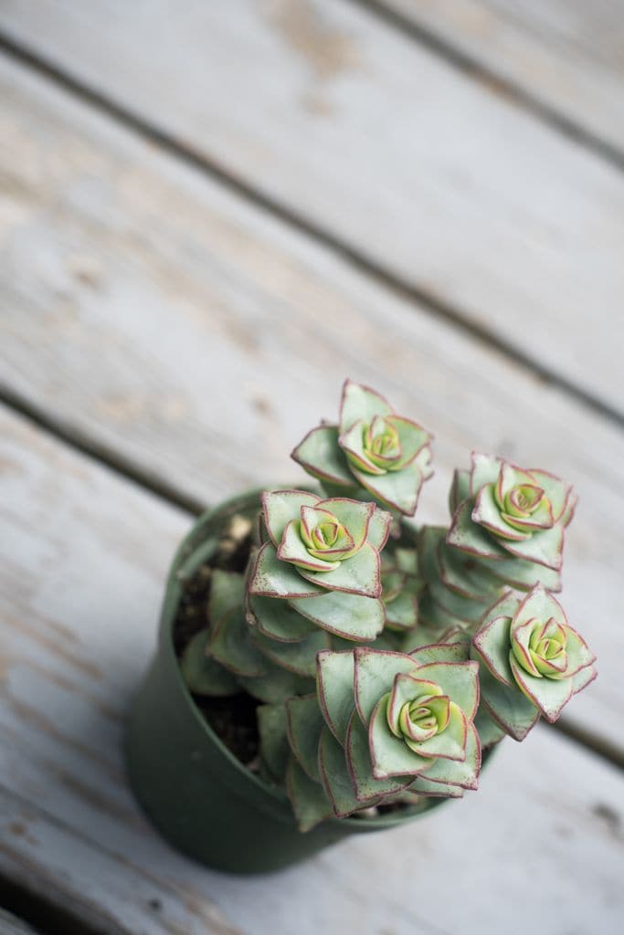 crassula perforata o planta acordeon