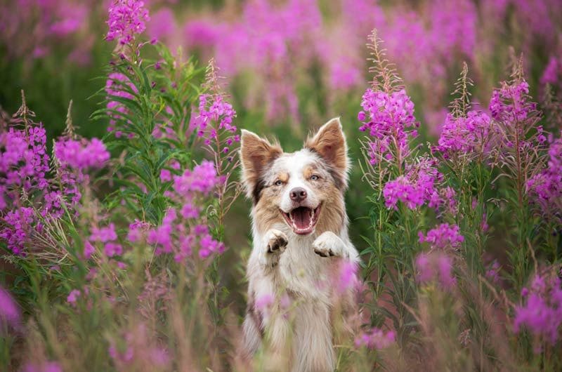 perro primavera 1