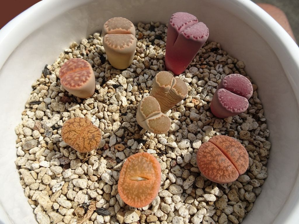 Lithops o piedras vivas       