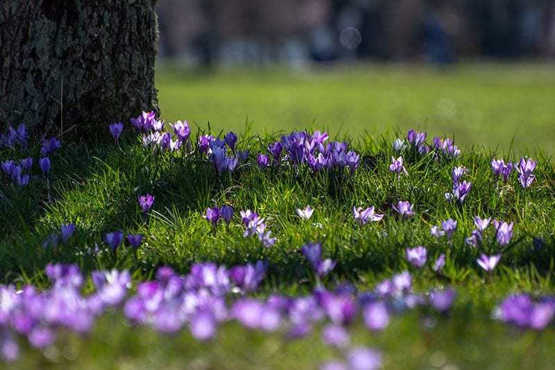 cuidados crocus 09a