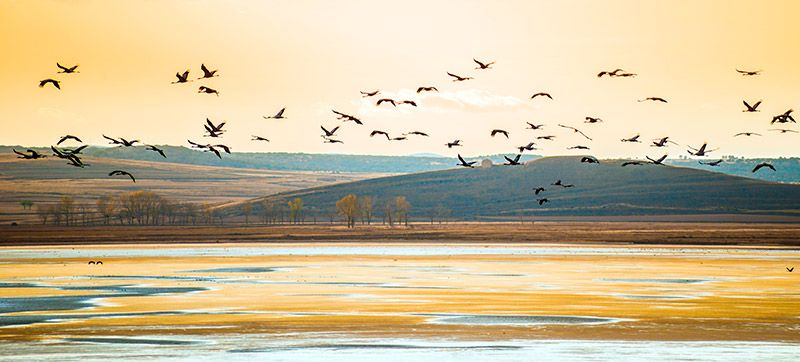 Laguna gallocanta otono zaragoza