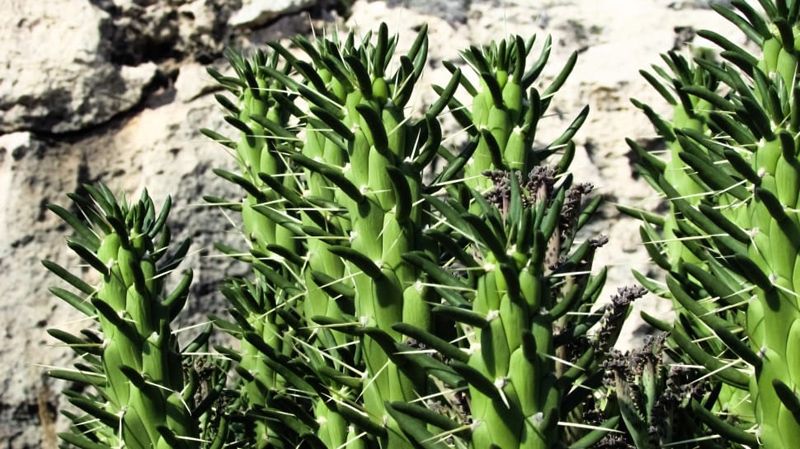 cactus alfileres eva Austrocylindropuntia subulata hola decoracion 02