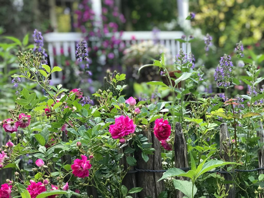 Flores en el jardín