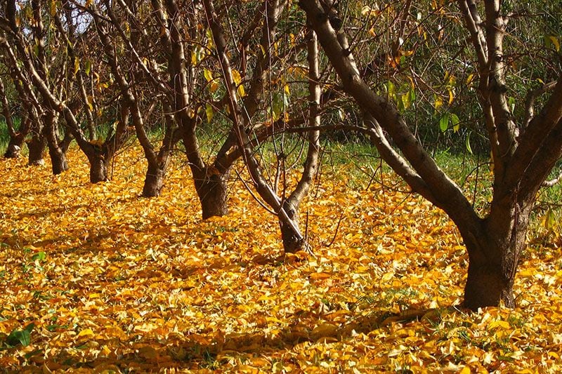 arboles frutales invierno 1