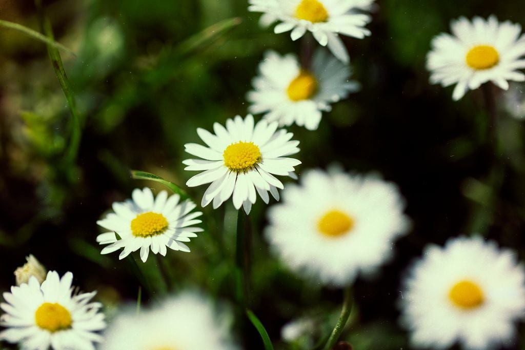 Flores de la margarita de los prados