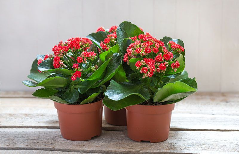 cultivo kalanchoe 1