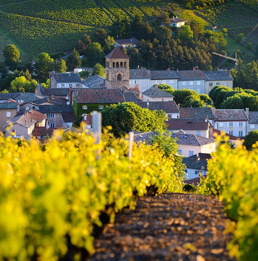 Beaujolais borgona francia