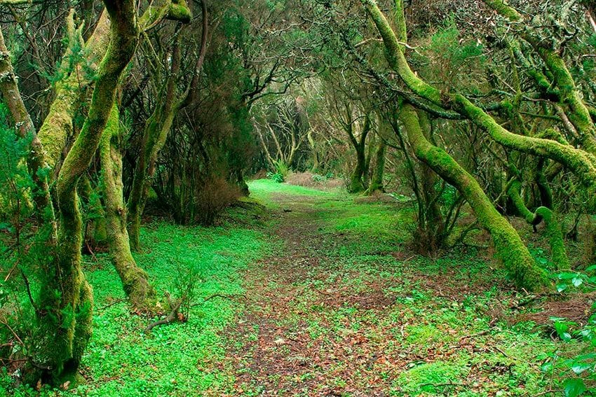 Bosque de laurisilva en El Hierro