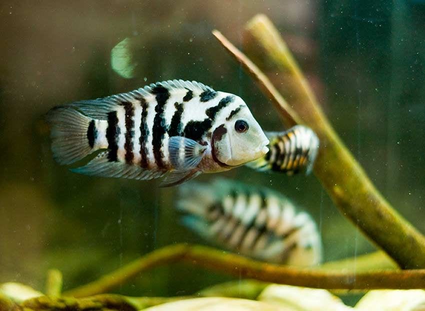 10 peces mas bonitos llamativos provocadores para acuario