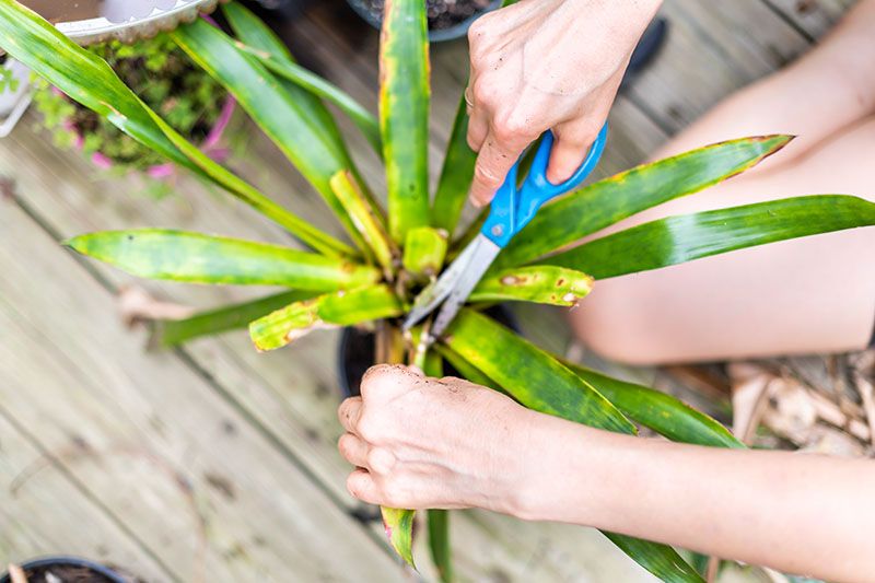 cultivar dracena 9