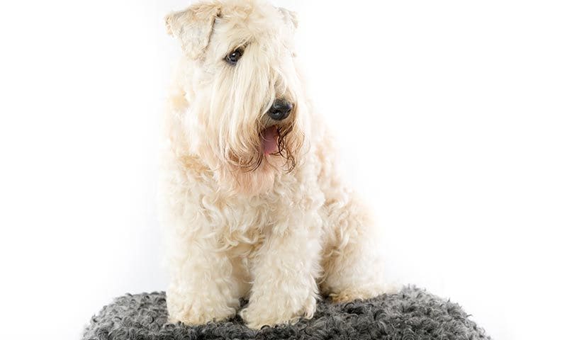 irish soft coated wheaten terrier