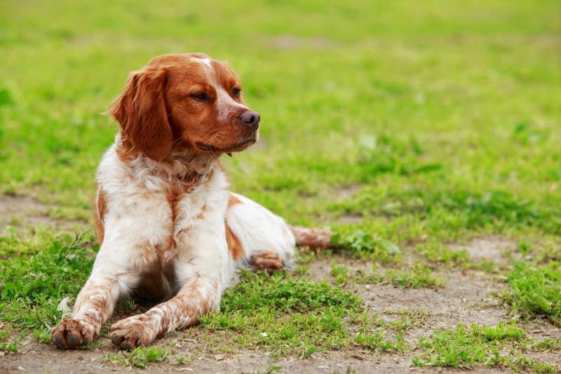 spaniel breton 5a