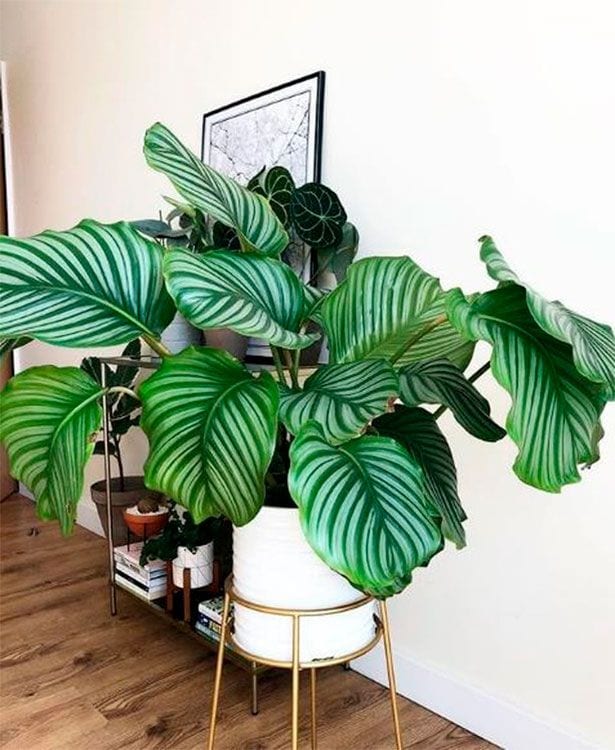 calathea