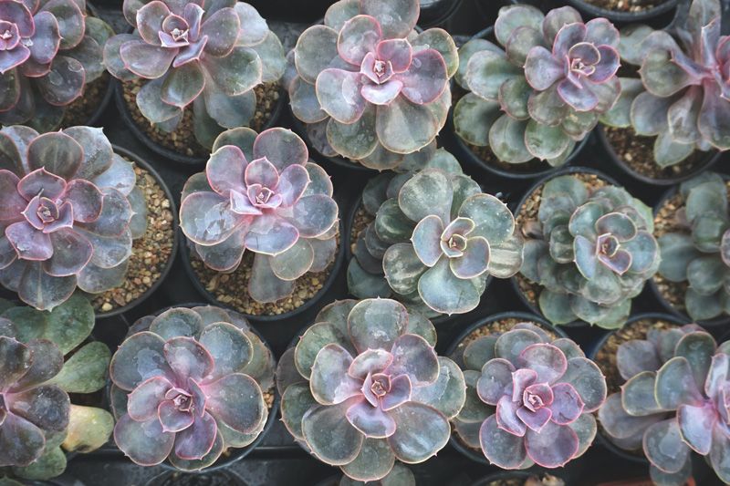 echeveria planta suculenta cuidados hola decoracion 07