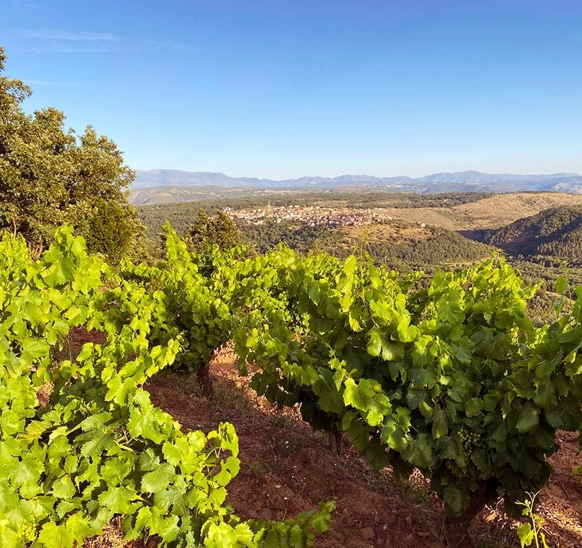 Vistas desde los viñedos de la bodega Cámbrico en Salmanaca