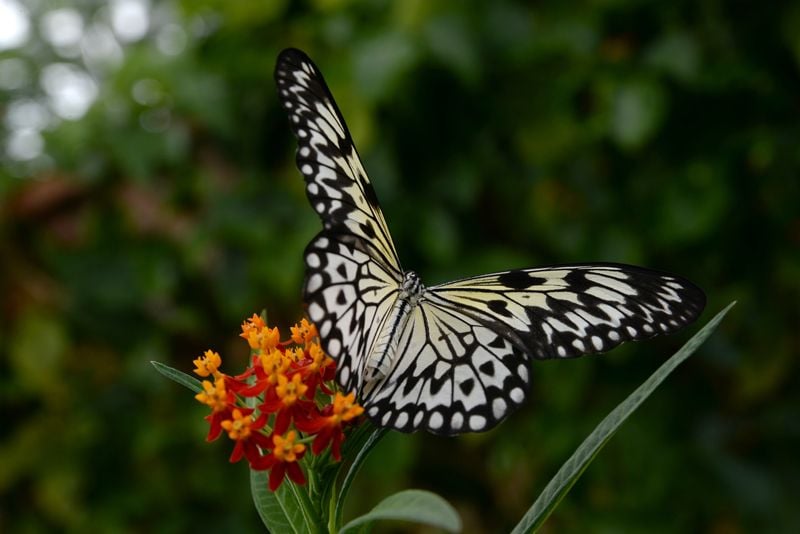 atraer mariposas jardin paisajismo hola decoracion 06